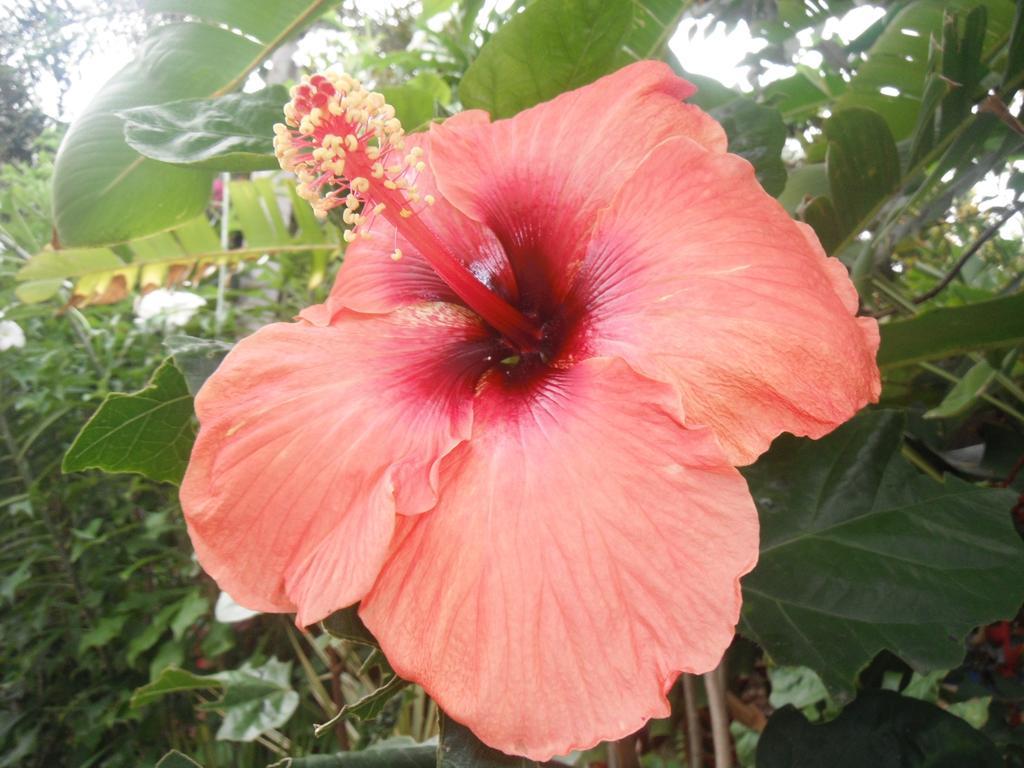 Classique International In Dominica Marigot Екстериор снимка