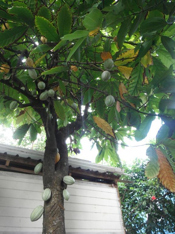 Classique International In Dominica Marigot Стая снимка