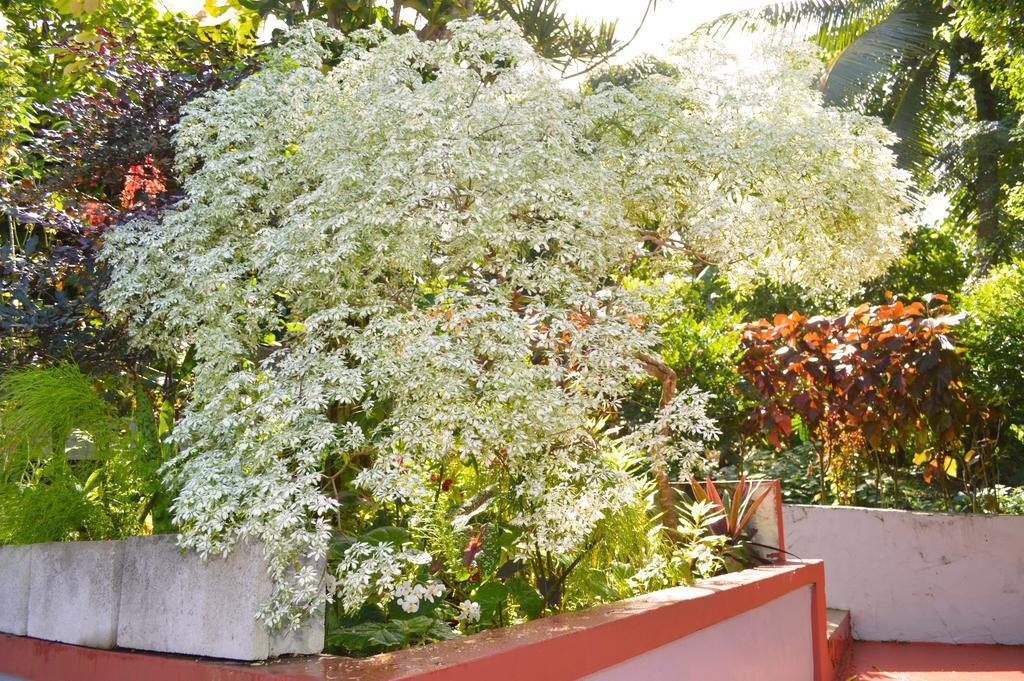 Classique International In Dominica Marigot Стая снимка