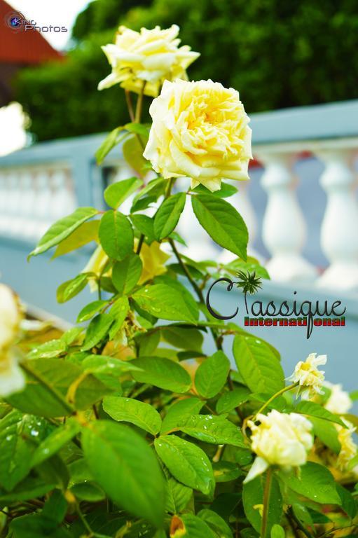 Classique International In Dominica Marigot Екстериор снимка