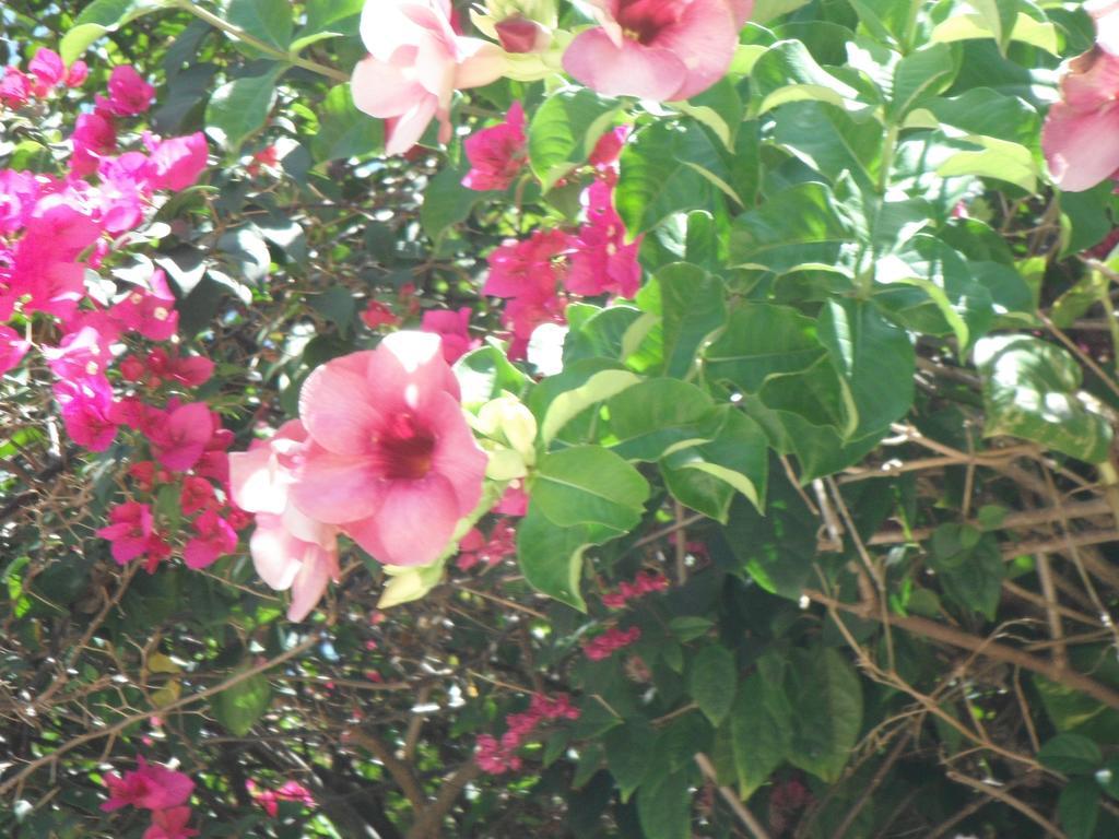 Classique International In Dominica Marigot Стая снимка