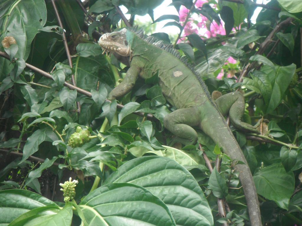 Classique International In Dominica Marigot Стая снимка