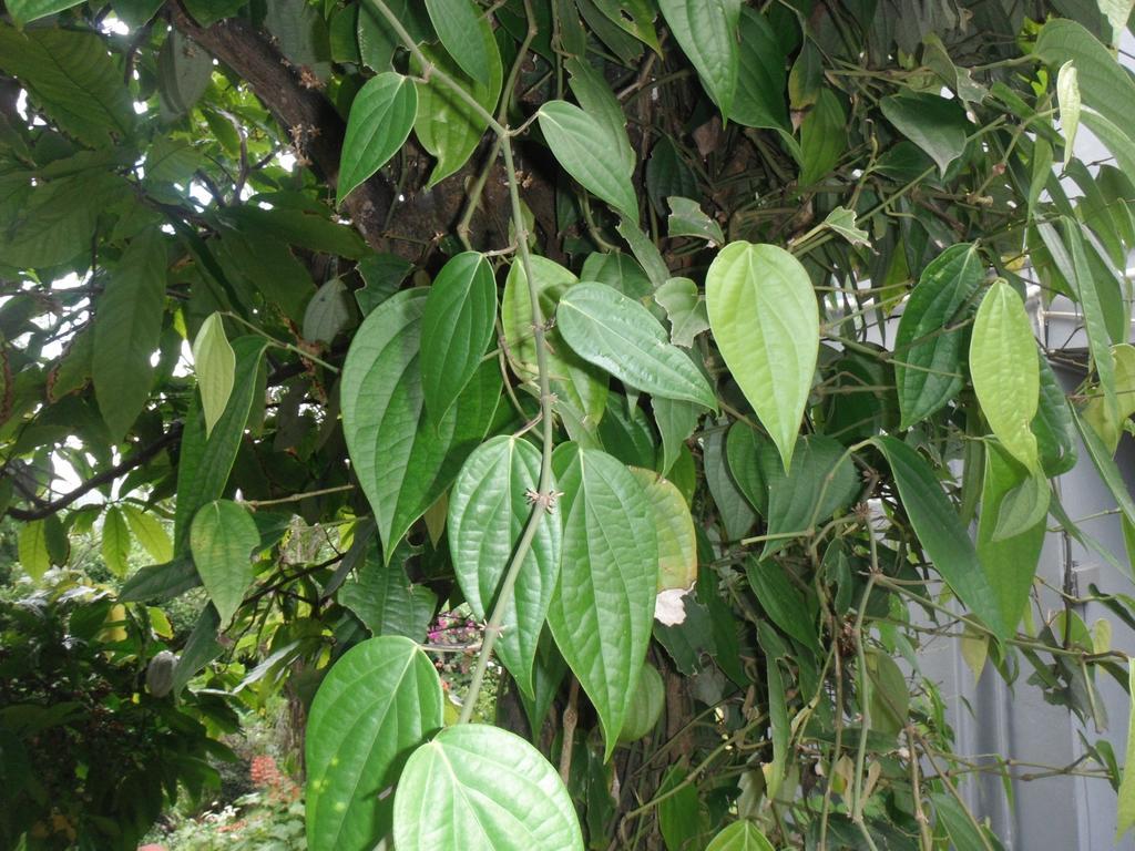Classique International In Dominica Marigot Стая снимка