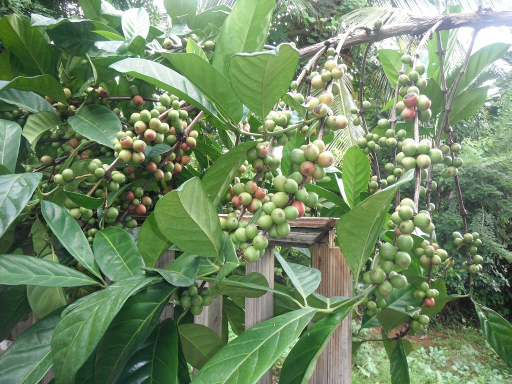 Classique International In Dominica Marigot Стая снимка