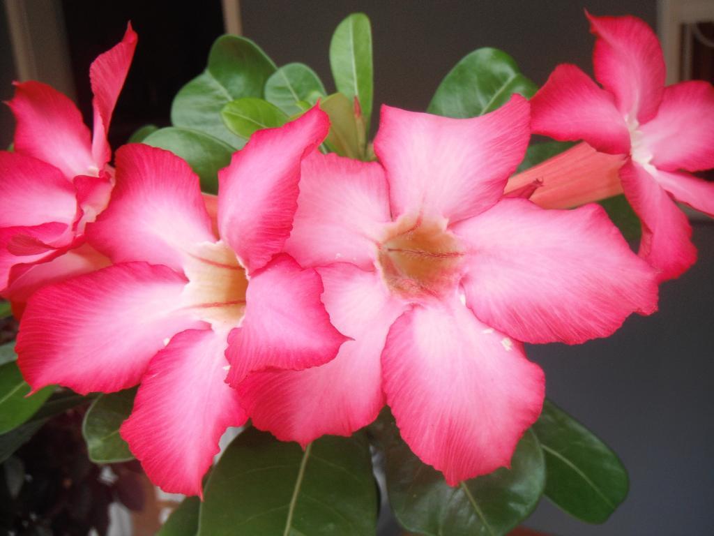 Classique International In Dominica Marigot Стая снимка