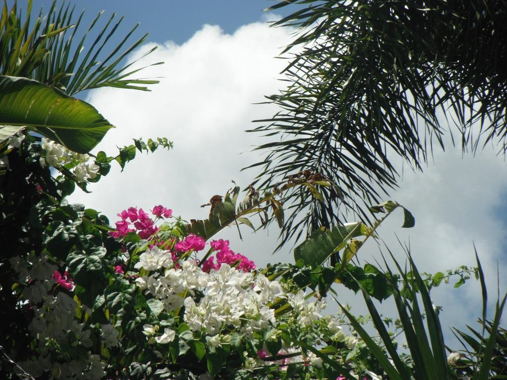 Classique International In Dominica Marigot Стая снимка